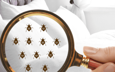 Nouveaux décrets sur l’insalubrité des logements : obligations et sanctions